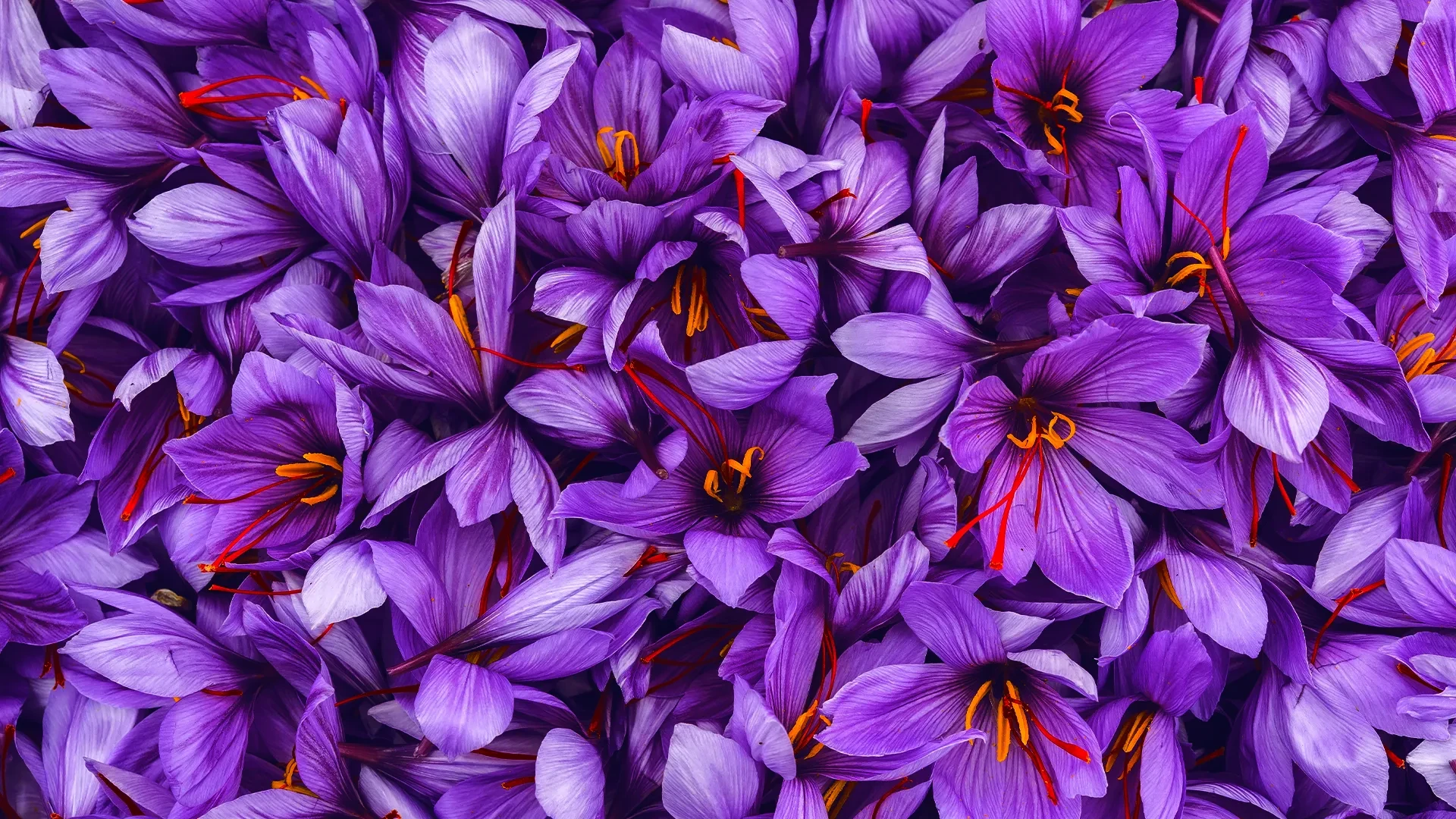 Saffron Bulbs in Jordan