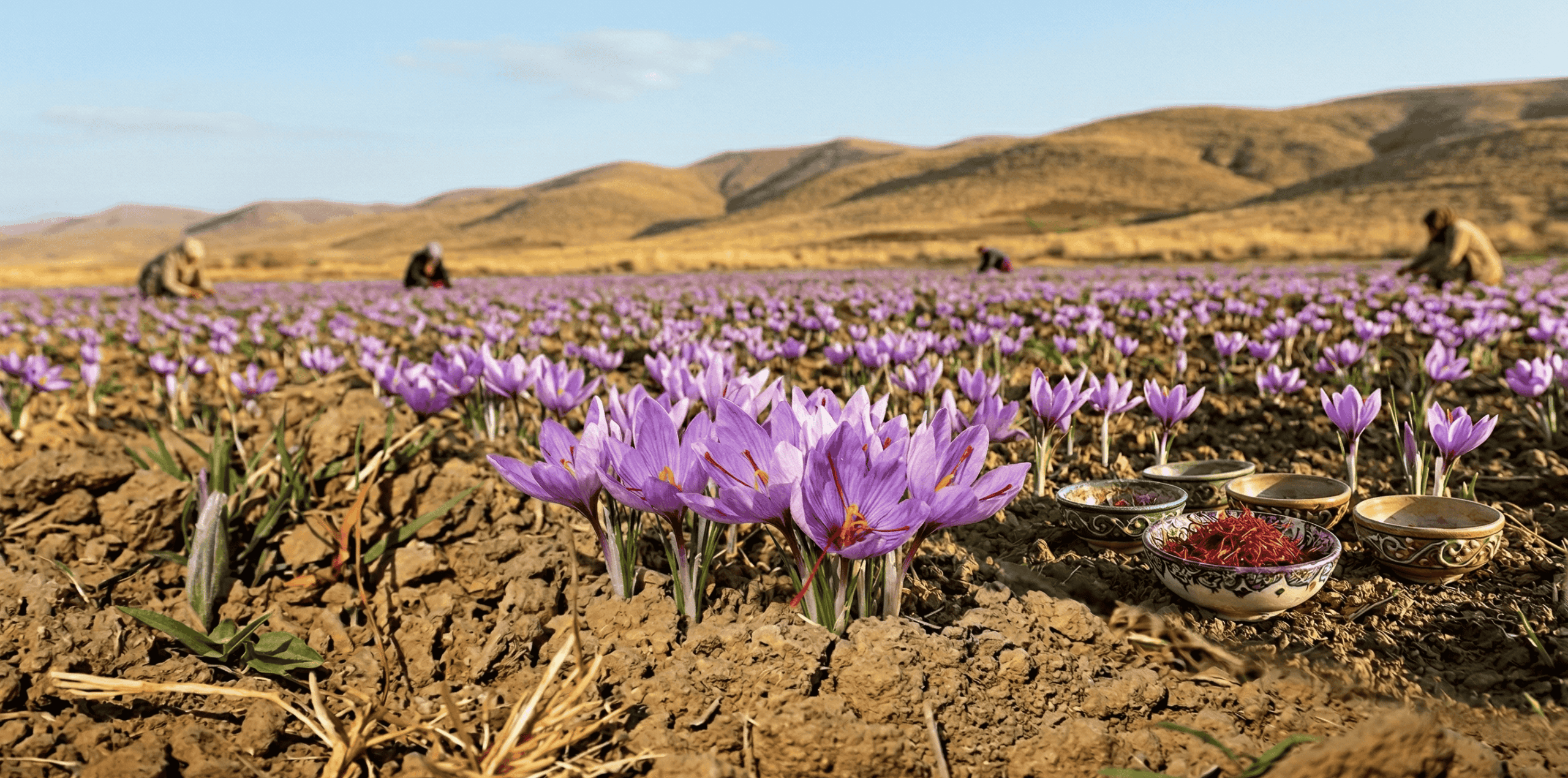 زراعة الزعفران في الأردن